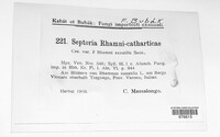 Septoria rhamni-catharticae image